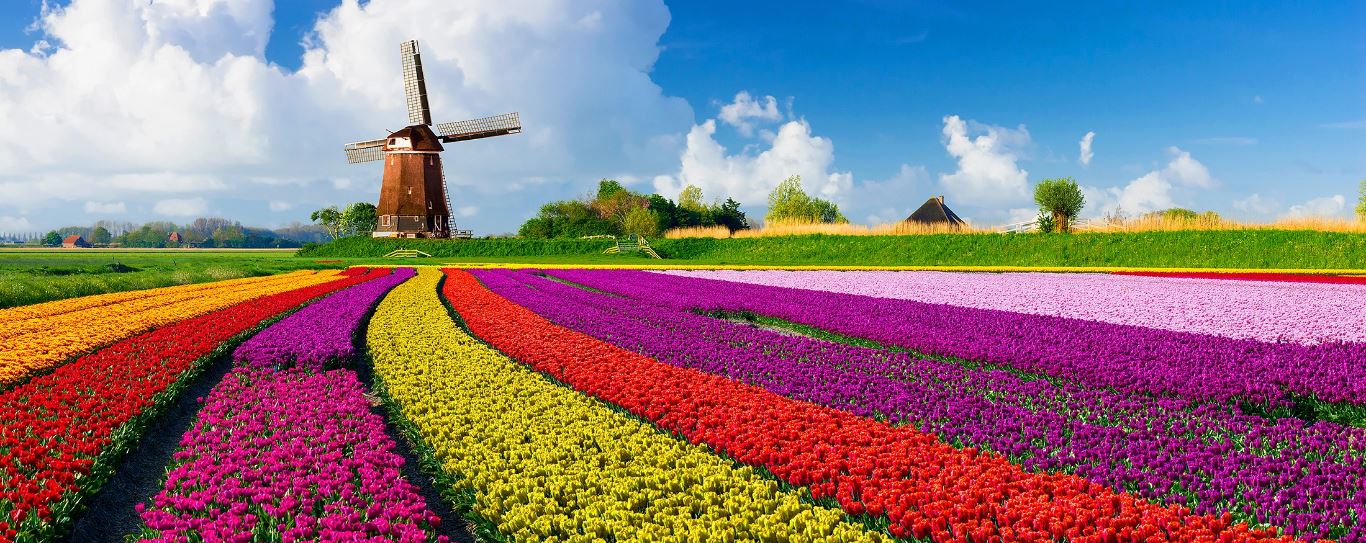 du-lich-ha-lan-mua-hoa-tulip-dep-nhat-trong-nam