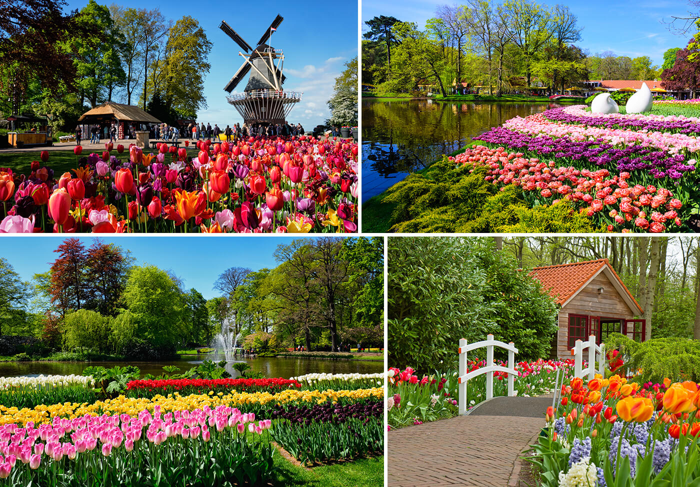 Hoa Tulip Hà Lan 01 Hoa Tulip Hà Lan 01