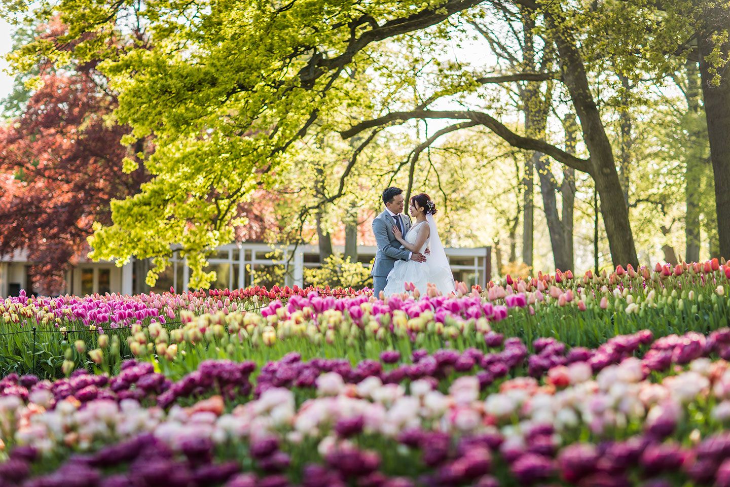 Du lịch Hà Lan mùa hoa Tulip 02 Du lịch Hà Lan mùa hoa Tulip 02