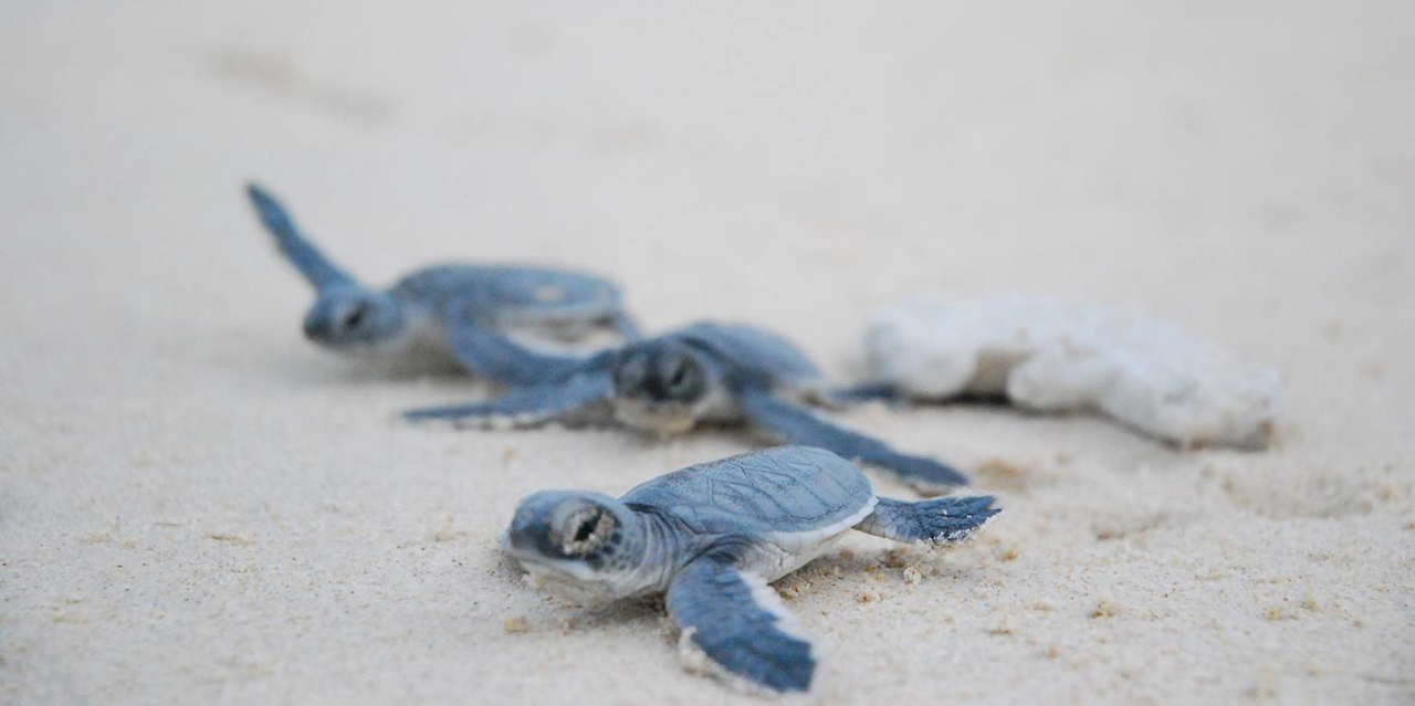 rùa con bò về biển ở Côn Đảo rùa con bò về biển ở Côn Đảo