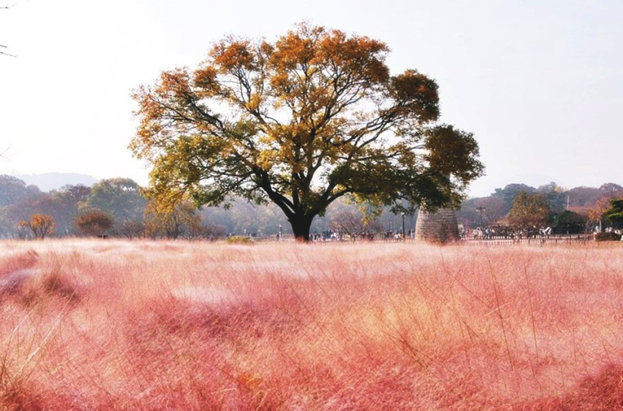 top-10-diem-du-lich-dau-thu-noi-tieng-o-han-quoc-duoc-cac-travel-blogger-xu-kim-chi-de-cu