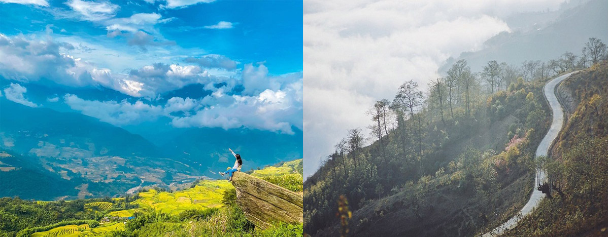 Ngải Thầu Y Tý Ngải Thầu Y Tý