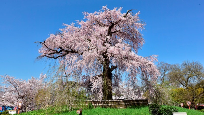 Địa điểm du lịch đẹp ở Kyoto 08