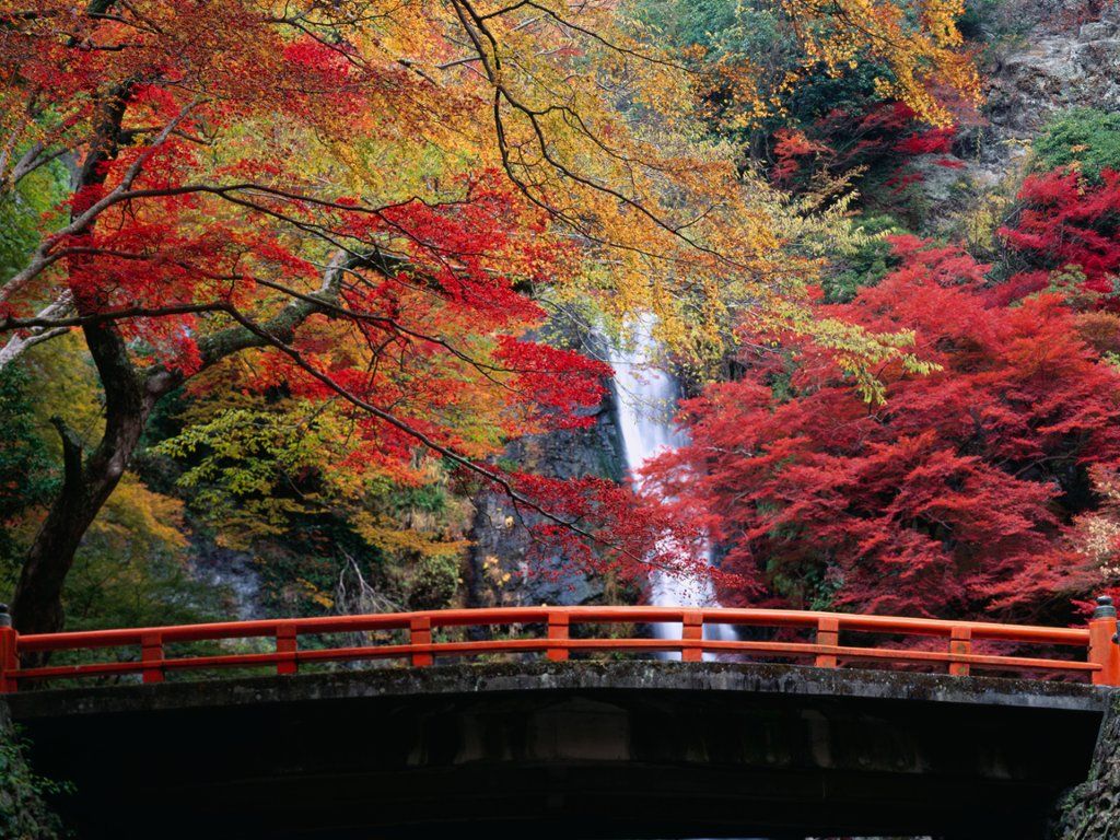 10 địa điểm ngắm lá vàng đẹp nhất khi du lịch Nhật Bản mùa thu 13