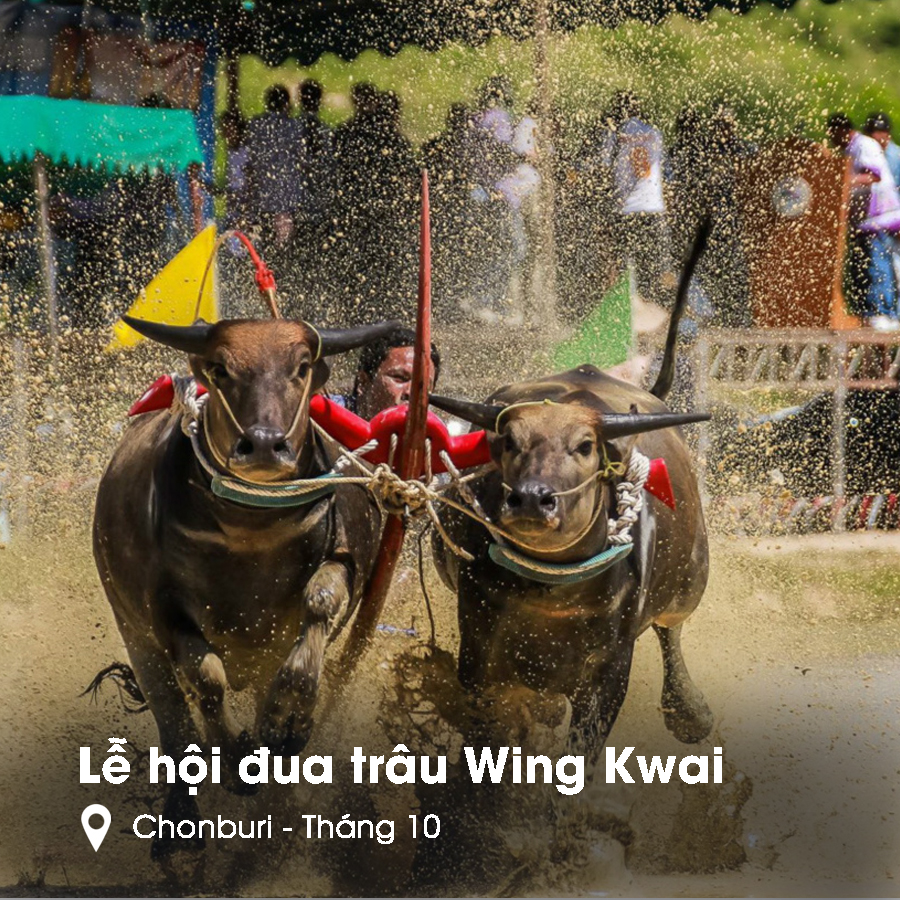 Lễ hội đua trâu Thái Lan - Wing Kwai Lễ hội đua trâu Thái Lan - Wing Kwai