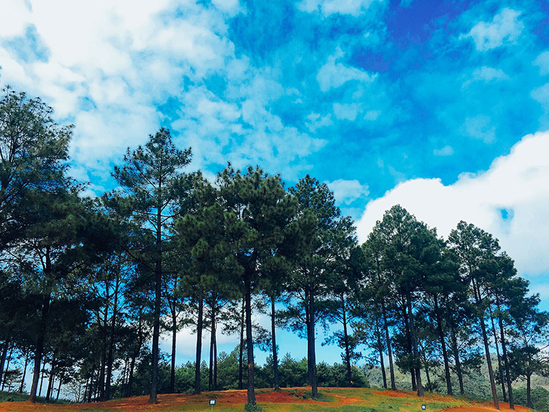 Rừng thông bản Áng Mộc Châu Rừng thông bản Áng Mộc Châu