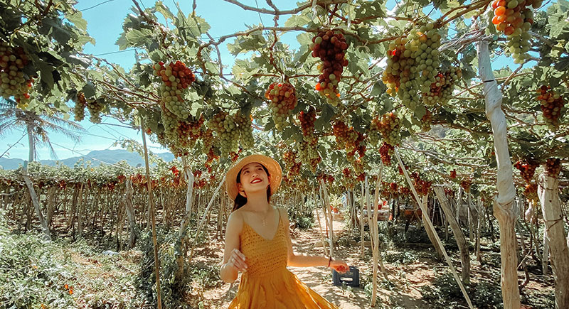 Vườn nho An Thái Vườn nho An Thái