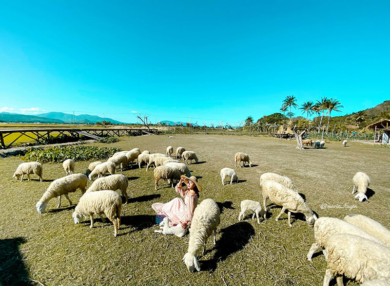 Đồng cừu Suối Tiên Đồng cừu Suối Tiên