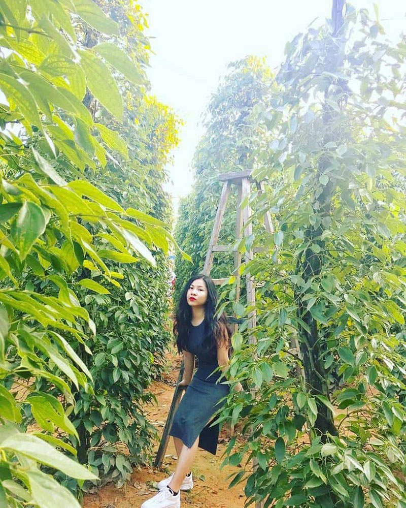 Nông trại Hồ tiêu phú quốc Nông trại Hồ tiêu phú quốc