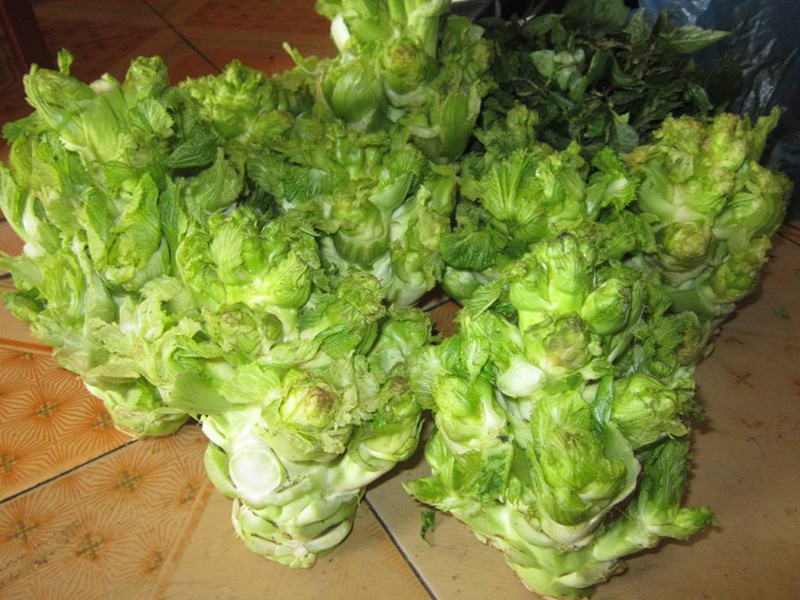 Mầm Đá Sapa Mầm Đá Sapa