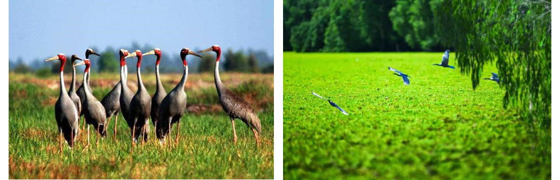 Rừng Tràm Vị Thuỷ Hậu Giang Rừng Tràm Vị Thuỷ Hậu Giang